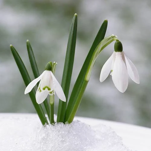 Complete "In The Green" Bulb Saver Collection - Image 8