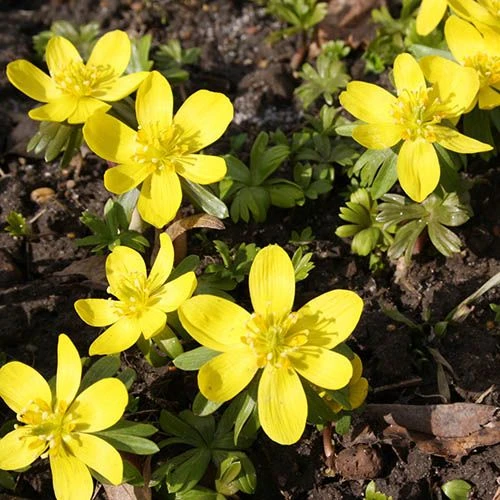 Complete "In The Green" Bulb Saver Collection - Image 9