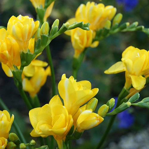 Summer Flowering Balcony Plant-O-Mat - Image 5