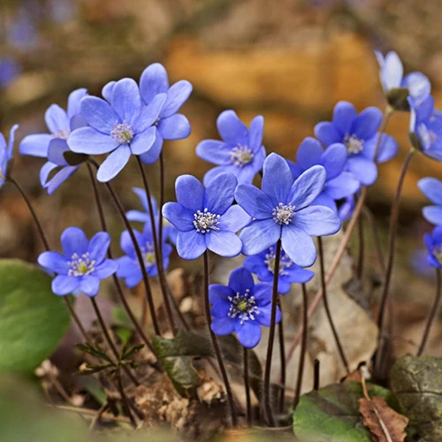 Summer Flowering Balcony Plant-O-Mat - Image 7