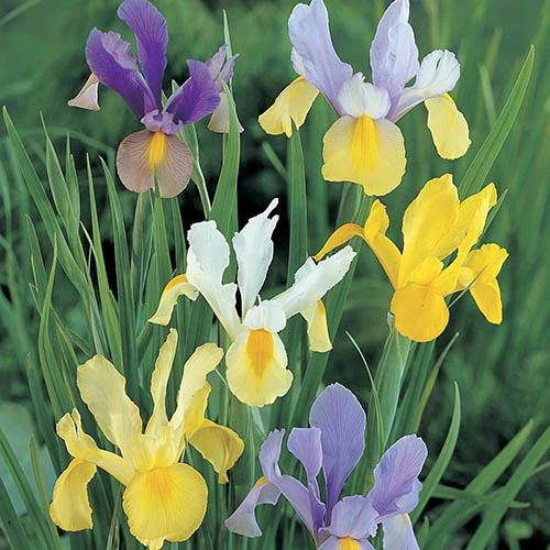 Dutch Iris Mix - Image 2
