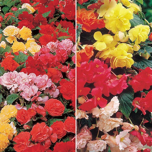 Begonia Giant Fantasy Mix