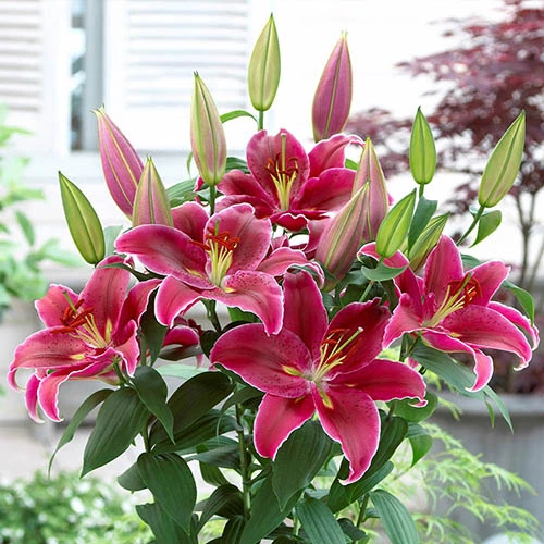 'King Charles' Lily - Image 2