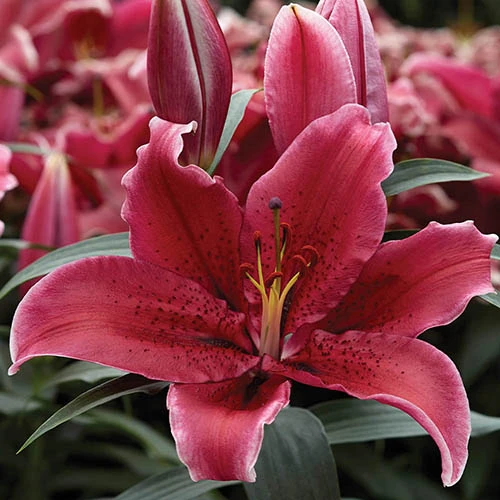 'King Charles' Lily - Image 3