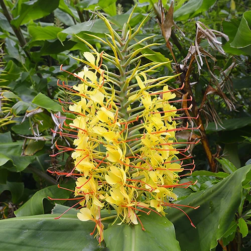 Hardy Ginger Lily - Hedychium - Image 2