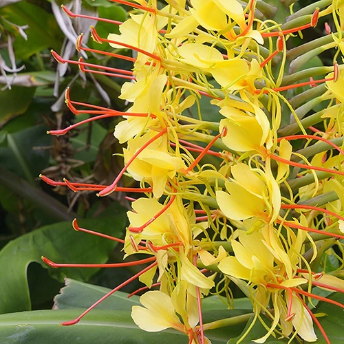 Hardy Ginger Lily - Hedychium - Image 3
