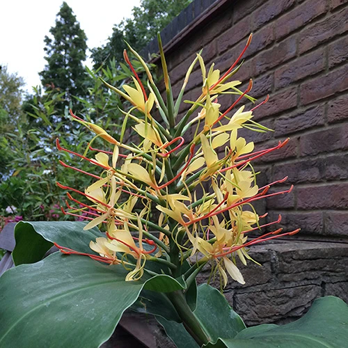 Hardy Ginger Lily - Hedychium - Image 4