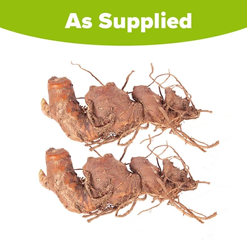 Hardy Ginger Lily - Hedychium - Image 5