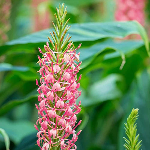 Ginger Lily Hedychium 'Pink Princess'