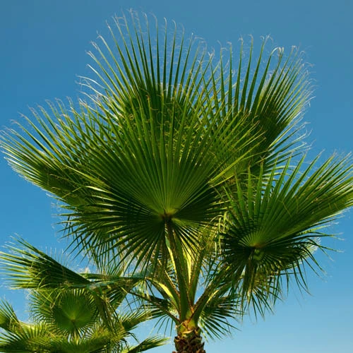 Cotton Palm Washingtonia