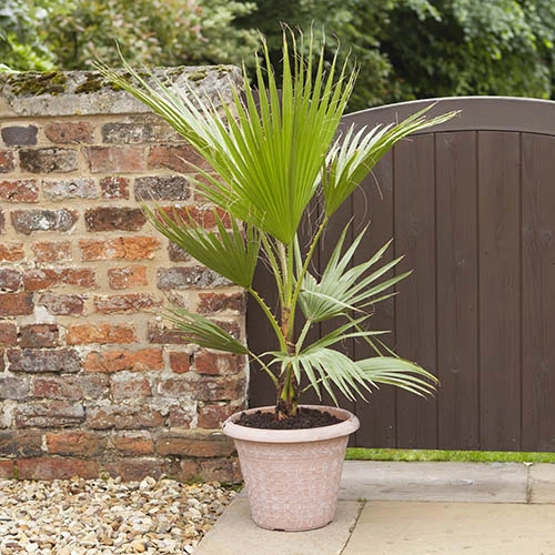 Cotton Palm Washingtonia - Image 2