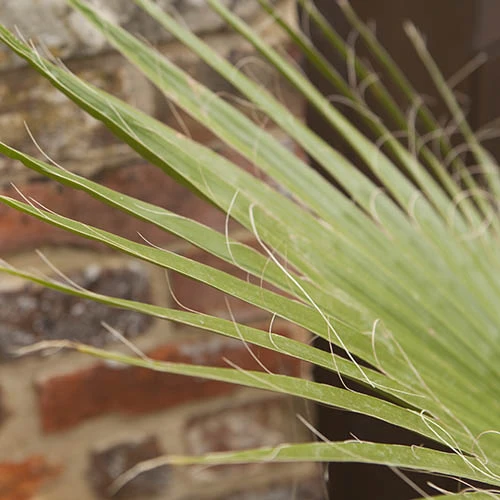 Cotton Palm Washingtonia - Image 3