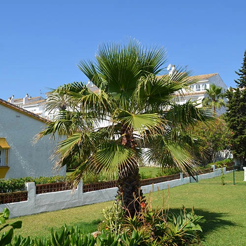 Cotton Palm Washingtonia - Image 6