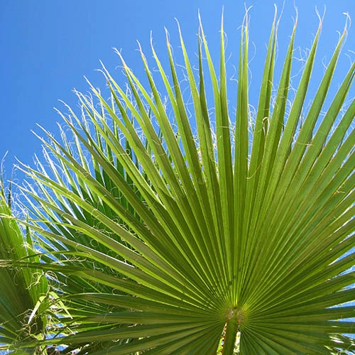 Cotton Palm Washingtonia - Image 8