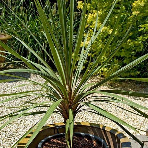 Cordyline Australis - Image 2
