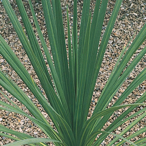 Cordyline Australis - Image 4