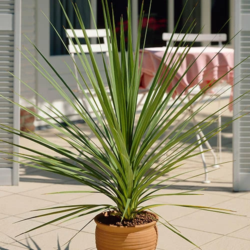 Cordyline Australis - Image 5