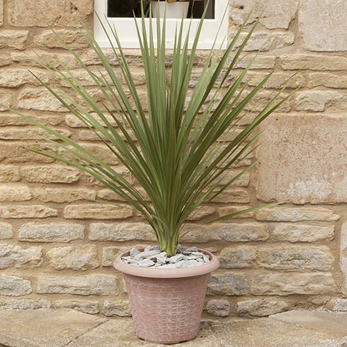 Cordyline Australis - Image 7