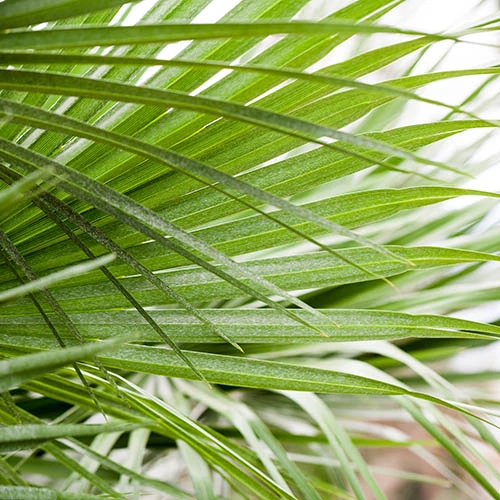 Hardy Fan Palm Chamaerops Humilis - Image 2