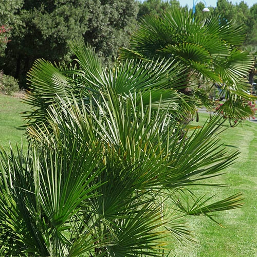 Hardy Fan Palm Chamaerops Humilis - Image 3