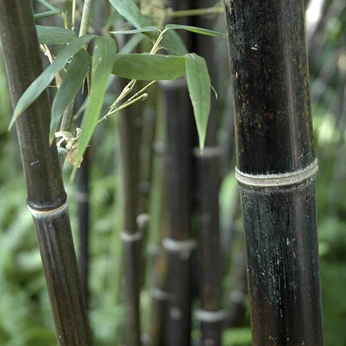 Black Bamboo Phyllostachys Nigra