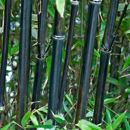 Black Bamboo Phyllostachys Nigra - Image 2