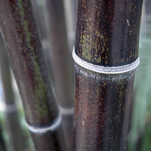 Black Bamboo Phyllostachys Nigra - Image 3