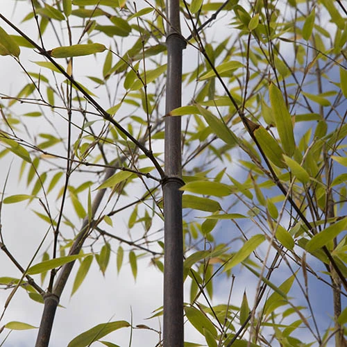 Black Bamboo Phyllostachys Nigra - Image 4