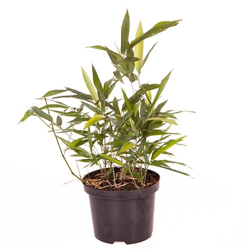 Black Bamboo Phyllostachys Nigra - Image 5