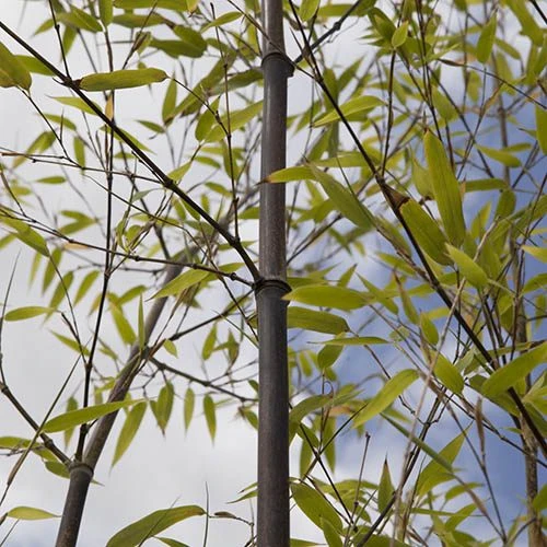 Black Bamboo Phyllostachys Nigra - Image 6