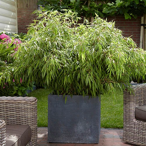 Fountain Bamboo Fargesia Rufa