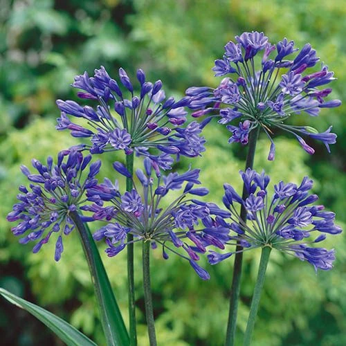 Agapanthus Africanus 'Blue'