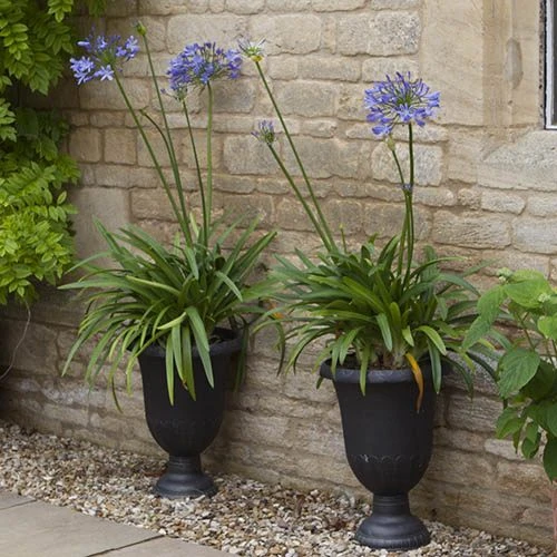 Agapanthus Africanus 'Blue' - Image 2