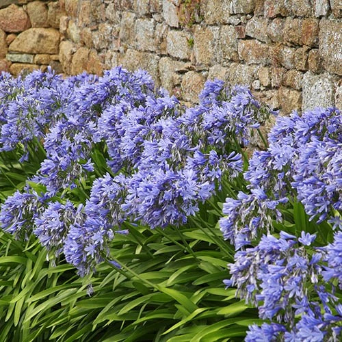 Agapanthus Africanus 'Blue' - Image 4