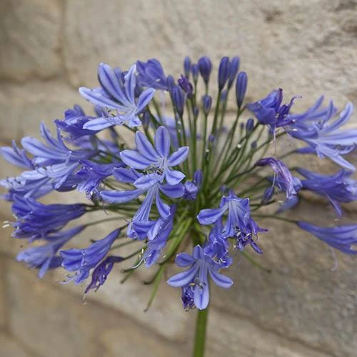 Agapanthus Africanus 'Blue' - Image 6