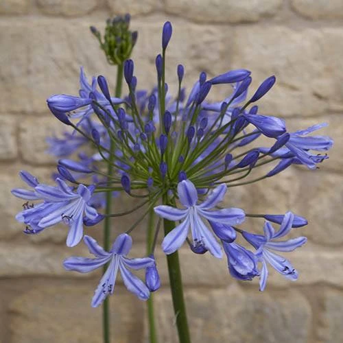 Agapanthus Africanus 'Blue' - Image 7