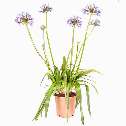 Agapanthus Africanus 'Blue' - Image 8