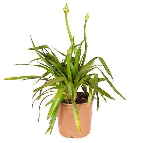 Agapanthus Africanus 'Blue' - Image 9