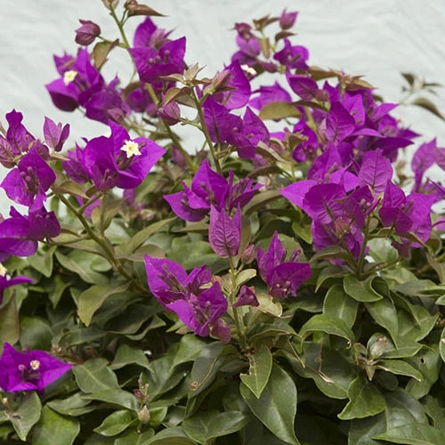 Bougainvillea Purple Pillar - Image 2