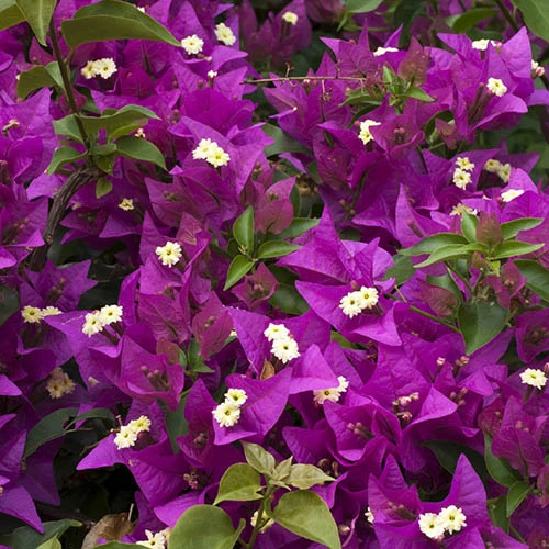 Bougainvillea Purple Pillar - Image 3