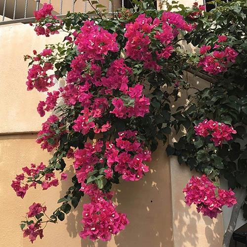 Bougainvillea Purple Pillar - Image 5