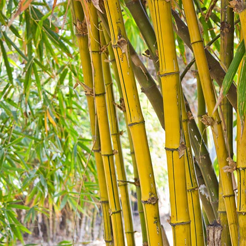 Phyllostachys Aureosulcata 'Spectabilis' (Yellow Bamboo) - Image 2