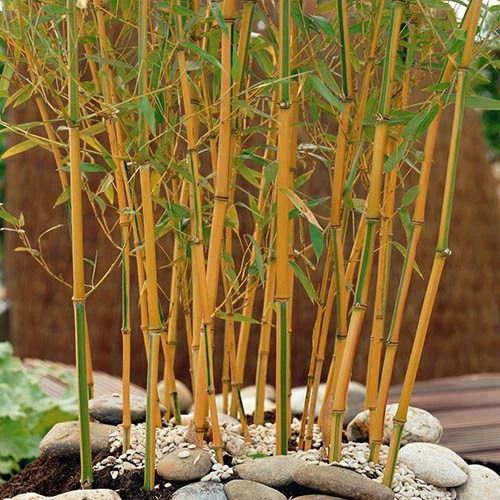 Phyllostachys Aureosulcata 'Spectabilis' (Yellow Bamboo) - Image 3