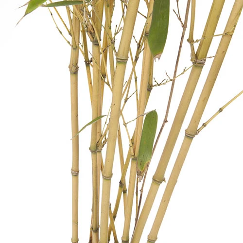 Phyllostachys Aureosulcata 'Spectabilis' (Yellow Bamboo) - Image 4