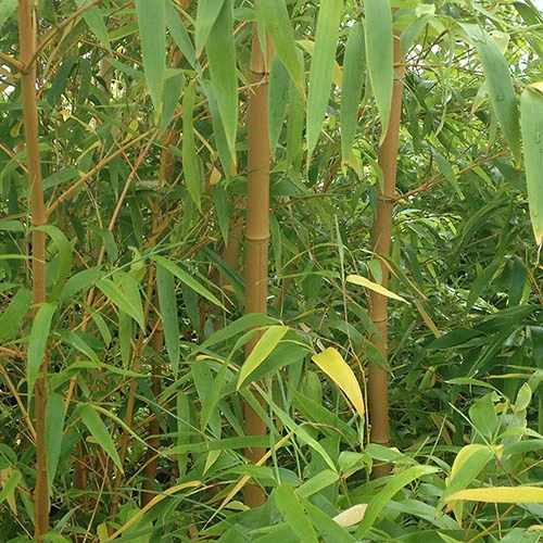 Phyllostachys Aureosulcata 'Spectabilis' (Yellow Bamboo) - Image 5