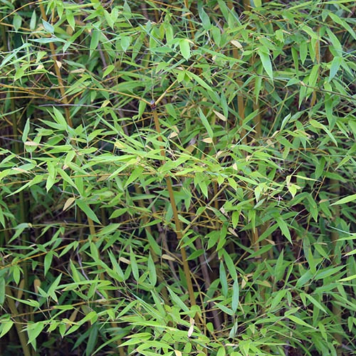 Phyllostachys Aureosulcata 'Spectabilis' (Yellow Bamboo) - Image 7
