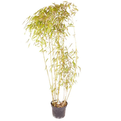 Phyllostachys Aureosulcata 'Spectabilis' (Yellow Bamboo) - Image 8