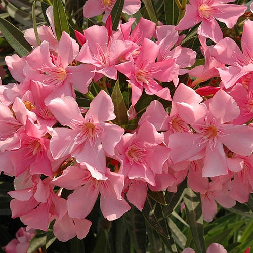 Oleander Standard - Image 2