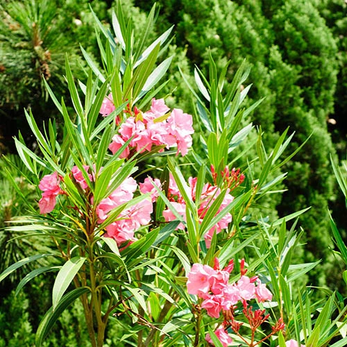Oleander Standard - Image 3