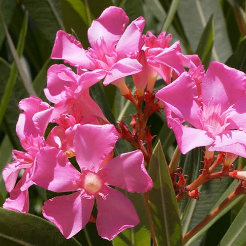 Oleander Standard - Image 4